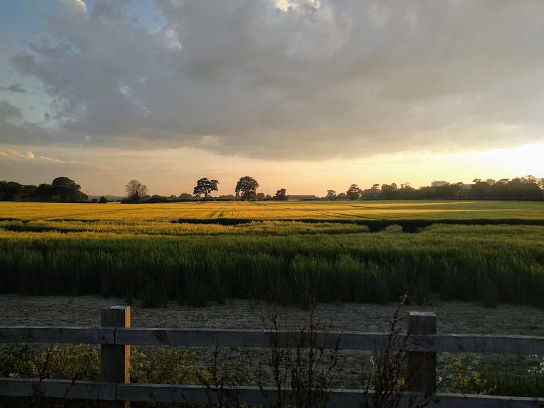 Field in Colchester, UK