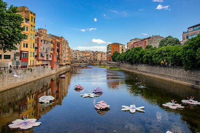 A close up view of large pink flowers in the canal in Girona, Spain