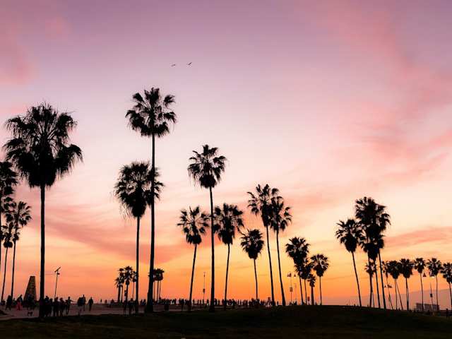 silhouette photo of coconut trees under pink and orange sky in LA