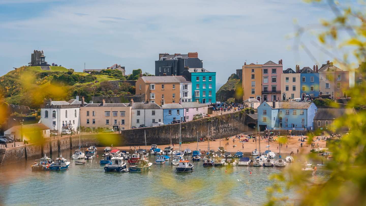 Port, marina and colourful houses in Tenby Harbour bordered by yellow flowers, Pembrokeshire, Wales