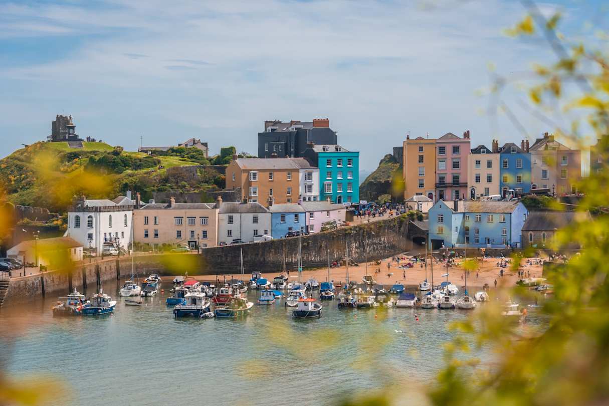 Port, marina and colourful houses in Tenby Harbour bordered by yellow flowers, Pembrokeshire, Wales