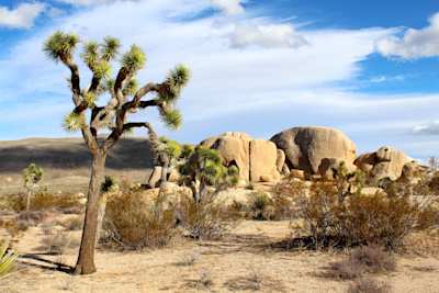Joshua Tree, CA