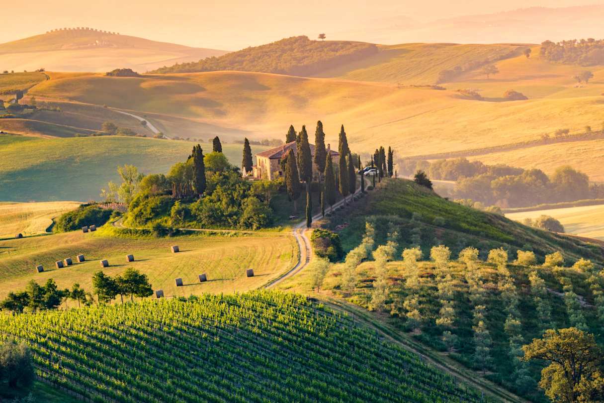A lone farmhouse surrounded by cypress and olive trees, vineyards and rolling hills, Val d'Orcia, Tuscany, Italy
