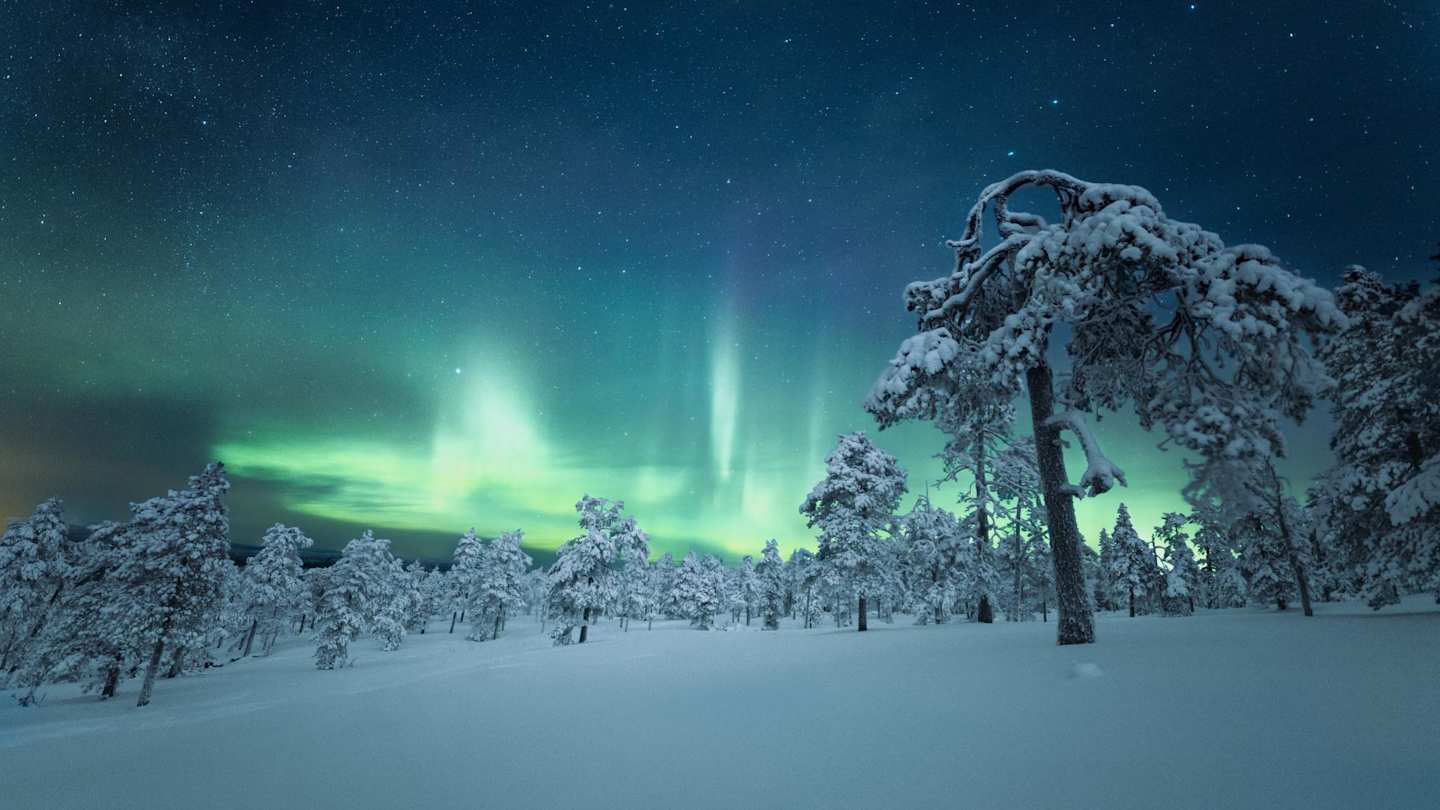 The Northern Lights behind snow-covered trees in Lapland, Finland