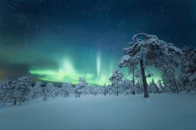 The Northern Lights behind snow-covered trees in Lapland, Finland