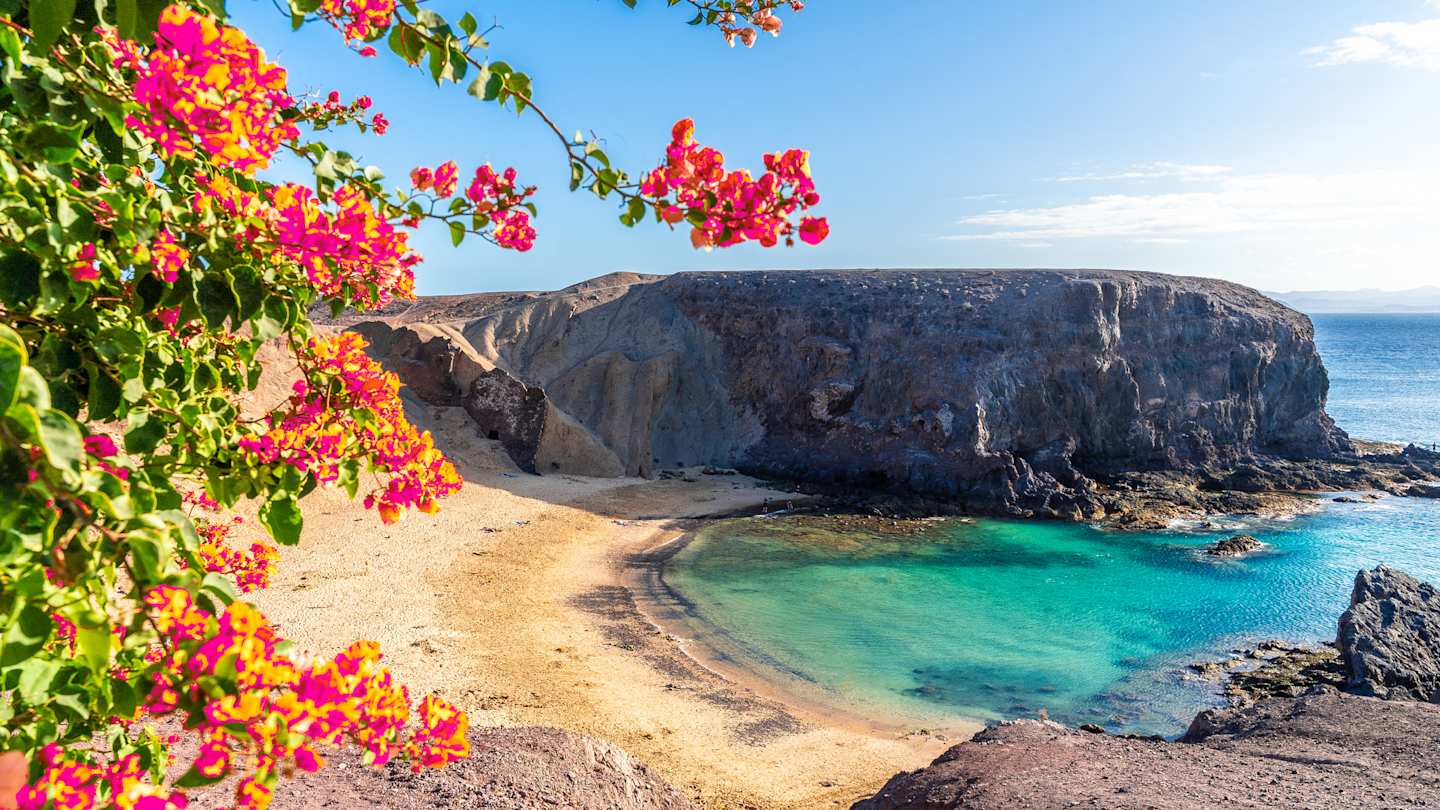 Rocky landscape with turquoise ocean water, pink flowers, and golden sands on Papagayo Beach, Lanzarote