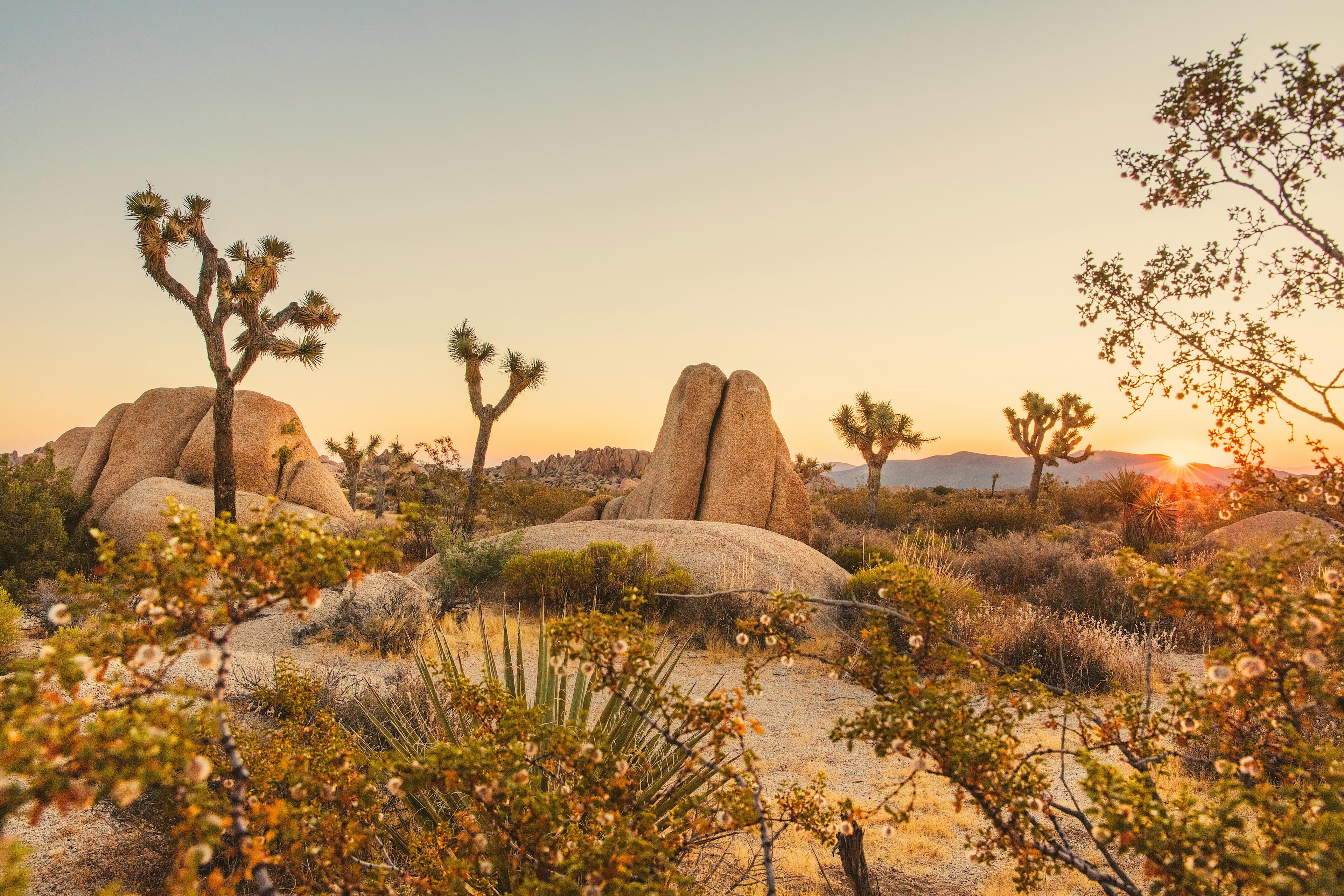 Joshua-Tree - banner image