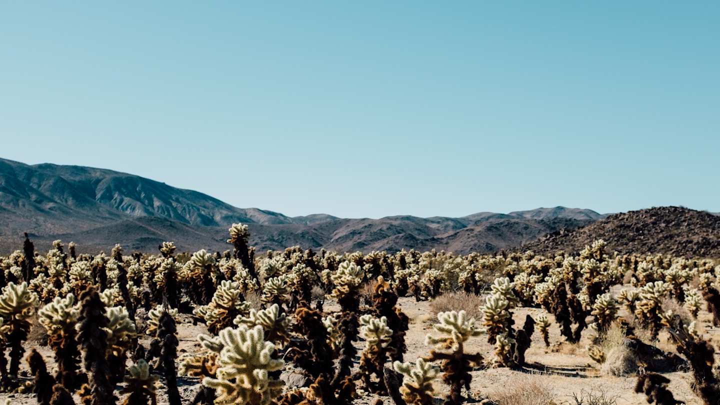 Joshua Tree, CA