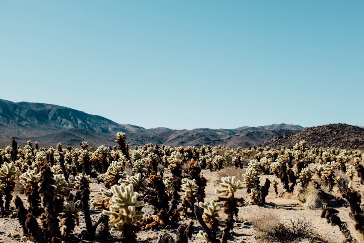 Joshua Tree, CA