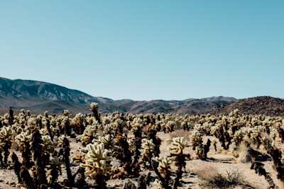Joshua Tree, CA