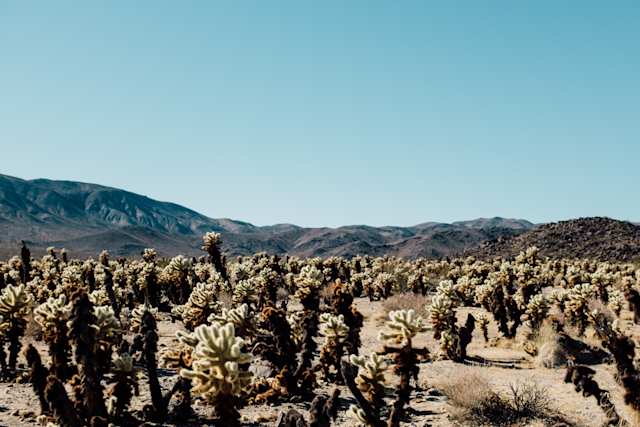 Joshua Tree, California, USA