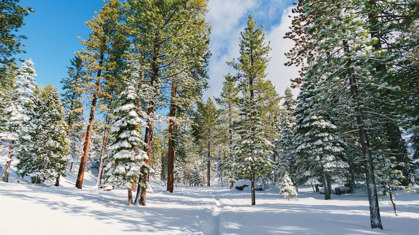 Trees and snow in Lake Tahoe, USA