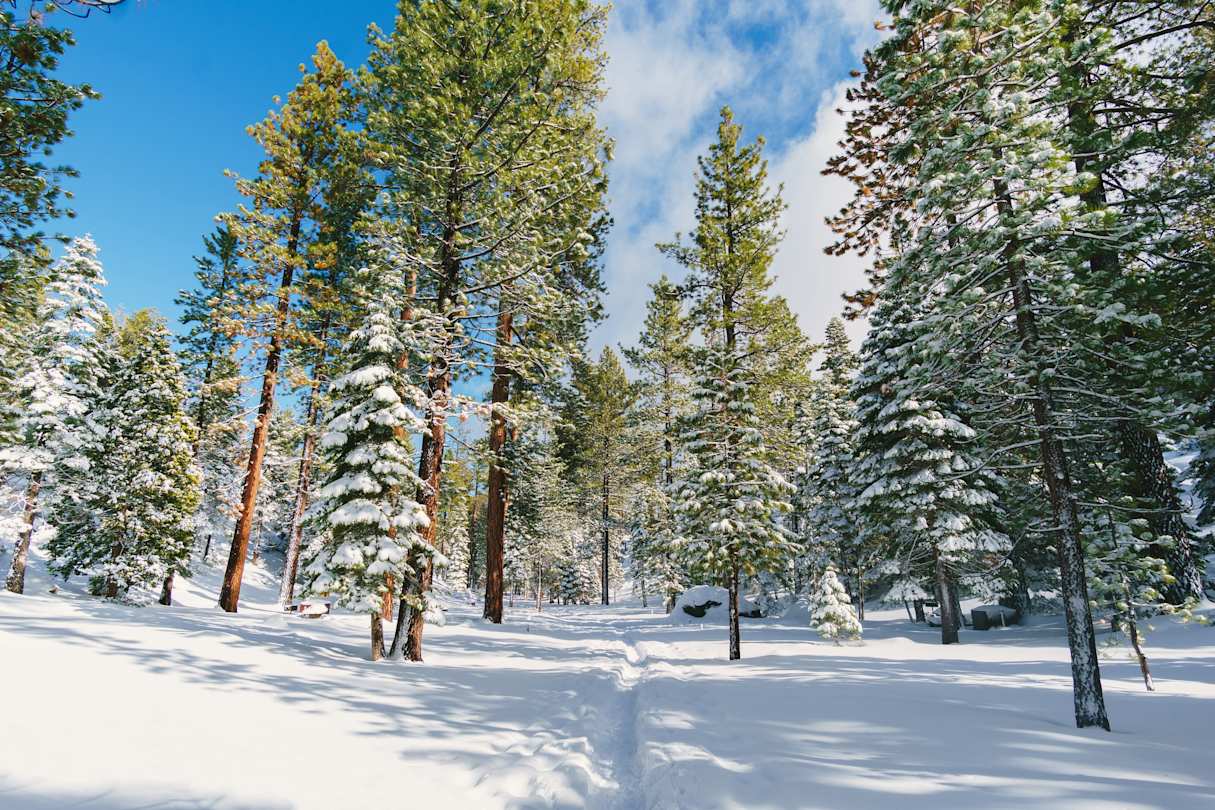 Trees and snow in Lake Tahoe, USA