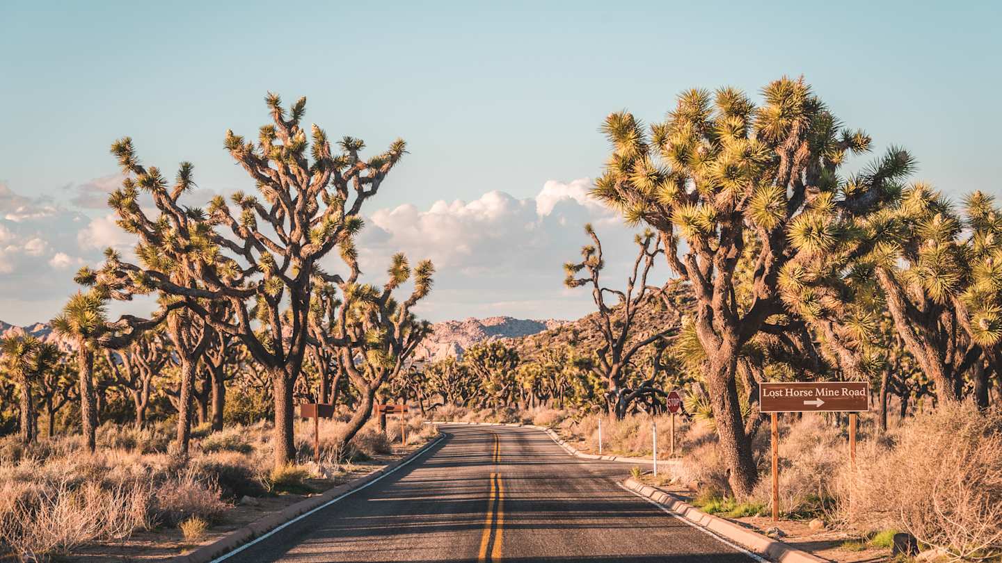 Highway flanked by Joshua trees in Joshua Tree National Park