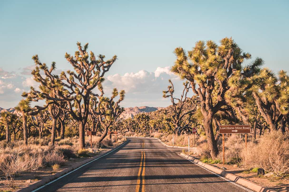 Highway flanked by Joshua trees in Joshua Tree National Park