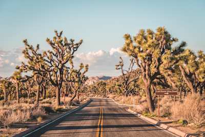 Highway flanked by Joshua trees in Joshua Tree National Park