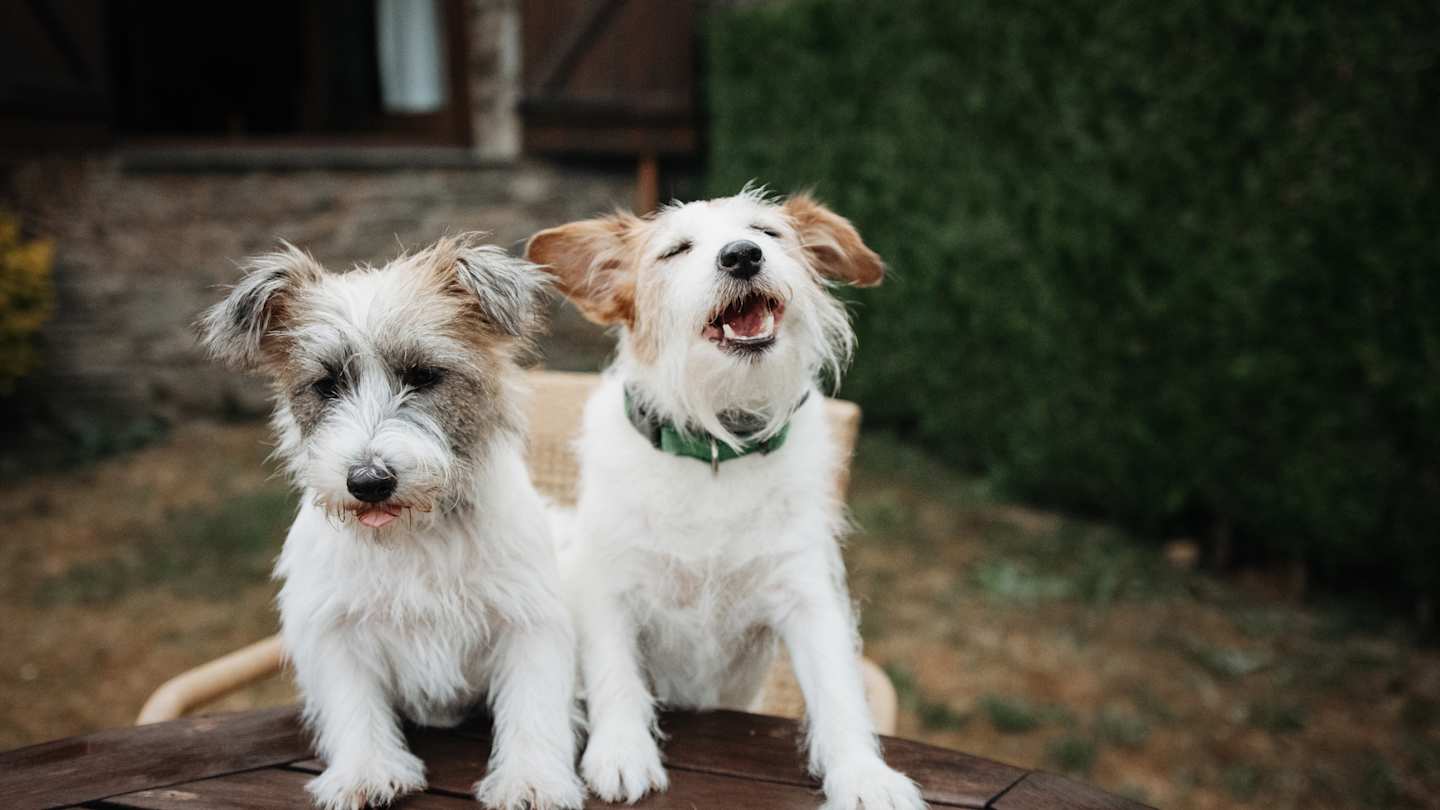 Two small dogs sitting on a wooden table in a cottage garden with their mouths open