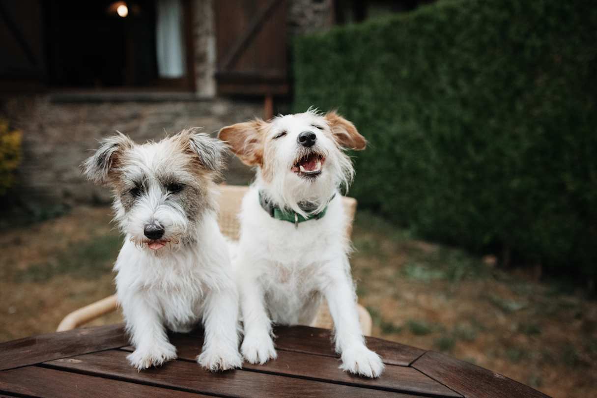 Two small dogs sitting on a wooden table in a cottage garden with their mouths open