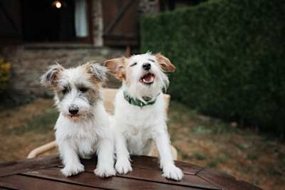 Two small dogs sitting on a wooden table in a cottage garden with their mouths open