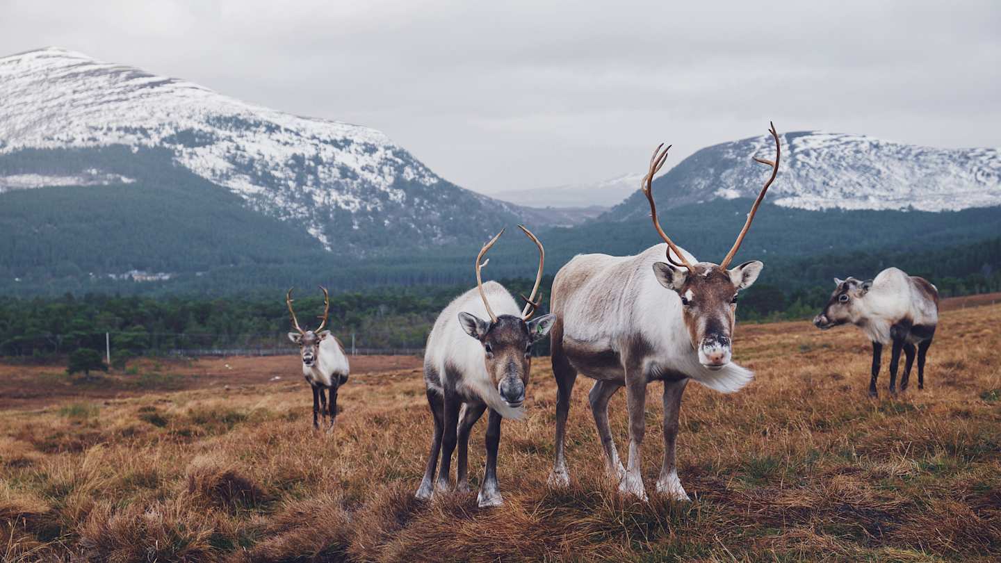 Reindeer in the Cairngorms National Park, Scotland