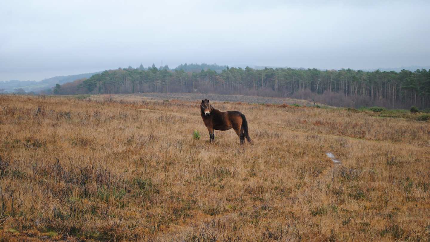 Exmoor, Somerset, England
