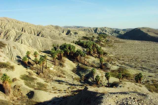 Green trees in the desert on a sunny day at Coachella Valley, California, US