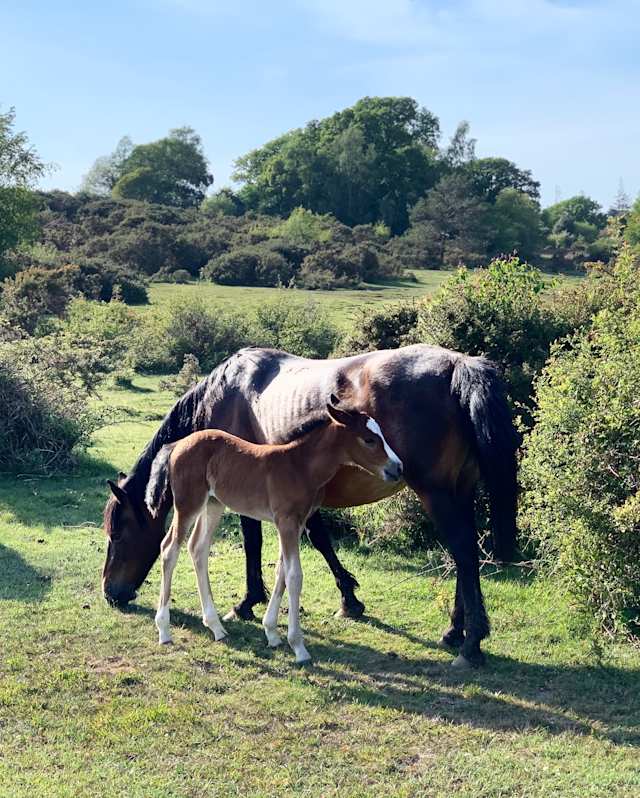 Horse and foal in New Forest, UK