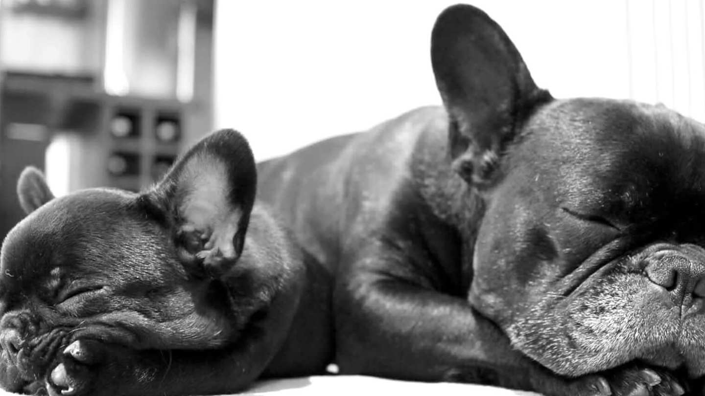 Two dogs sleeping