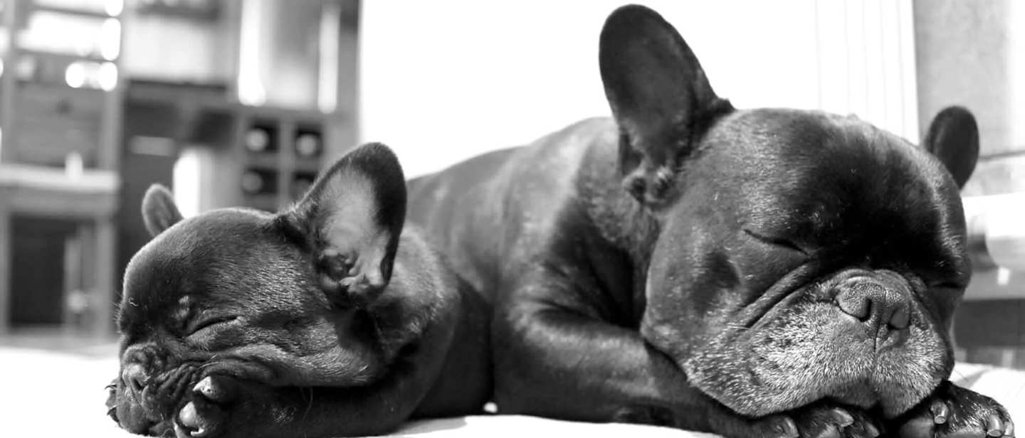 Two dogs sleeping