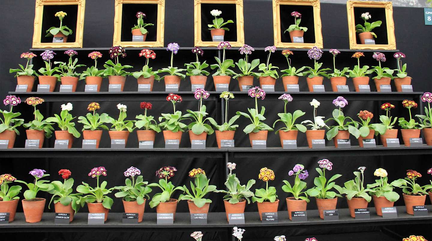 Pots of small flowers lined up