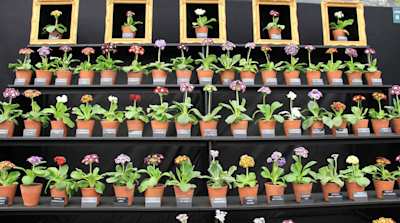 Pots of small flowers lined up