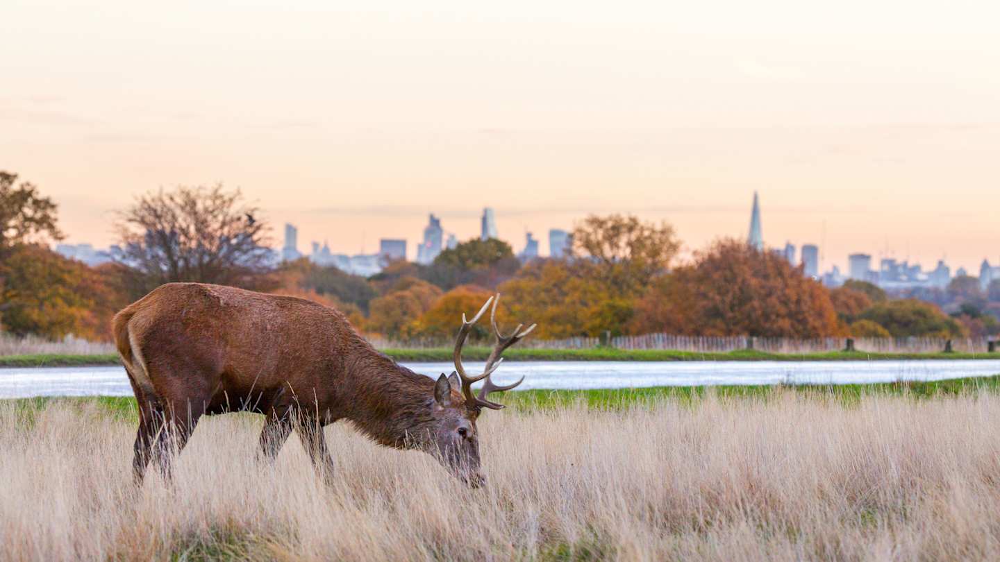 Deer grazing in Richmond Park at Sunset, London, England, UK
