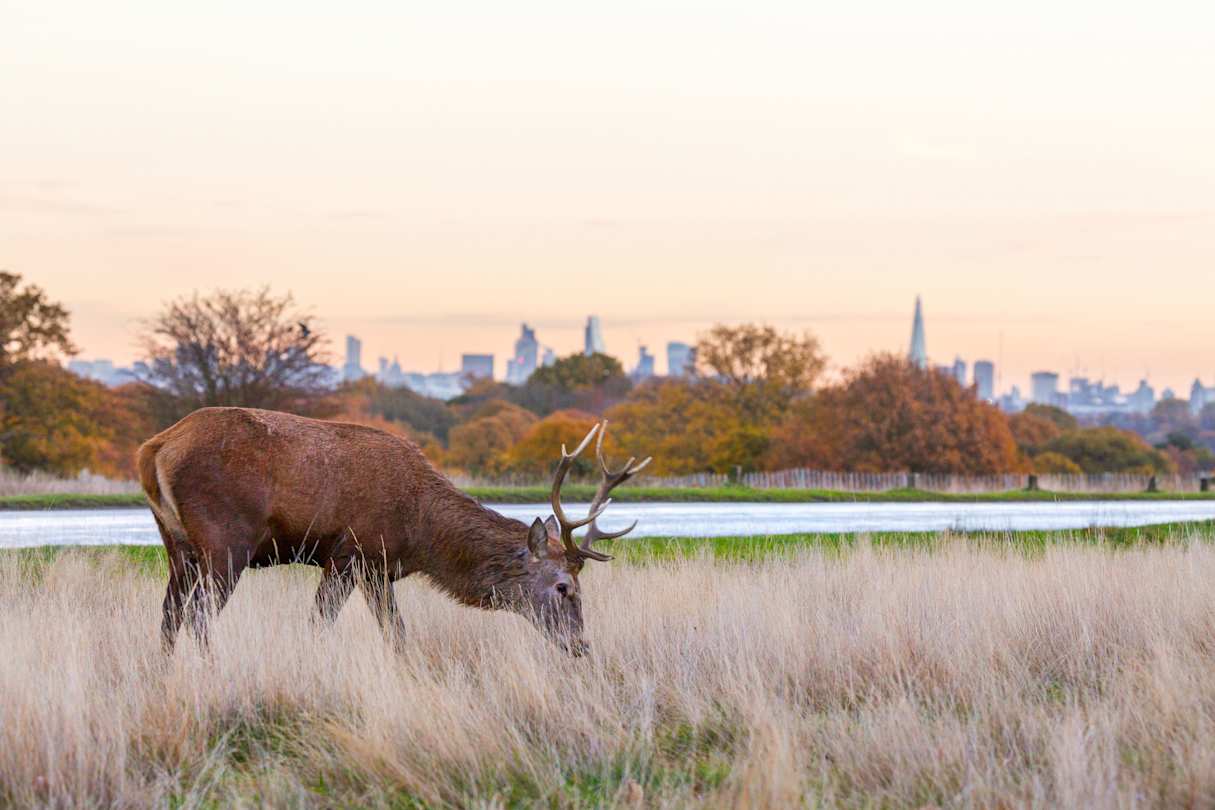 Deer grazing in Richmond Park at Sunset, London, England, UK