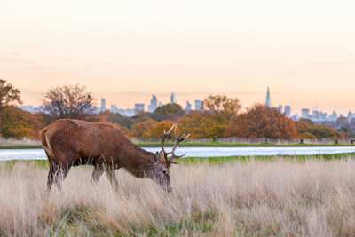 Deer grazing in Richmond Park at Sunset, London, England, UK