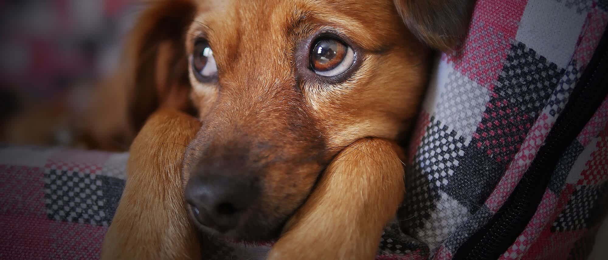 The Best PetFriendly Apartments in London Plum Guide