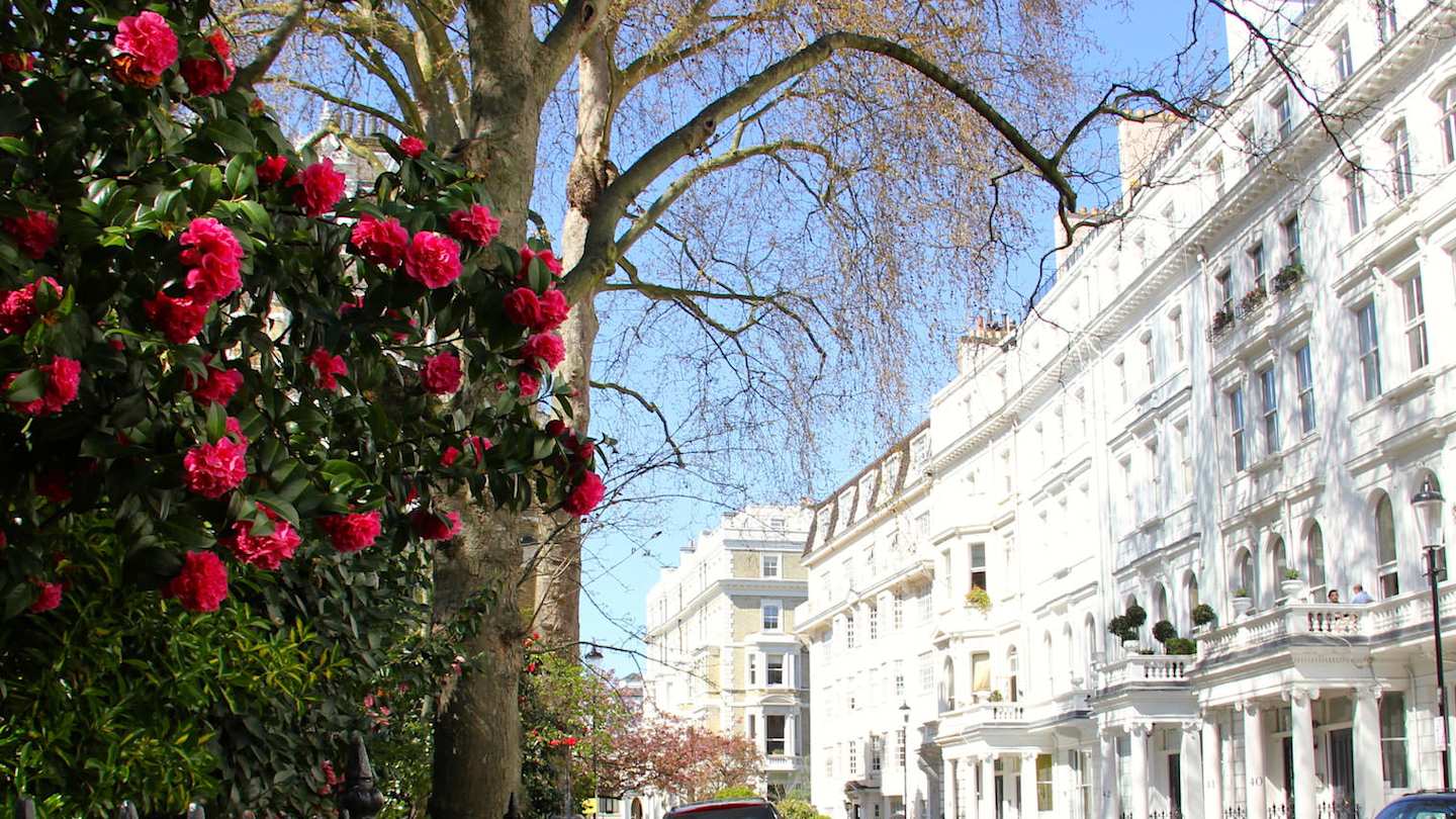 House facades along a flower and tree lined street in Kensington, London