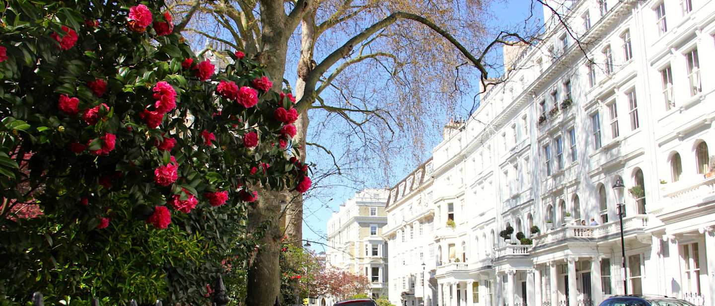 House facades along a flower and tree lined street in Kensington, London