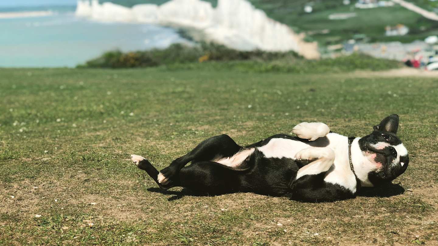 Dog playing by Chalk Cliffs on the Sussex Coastline, UK