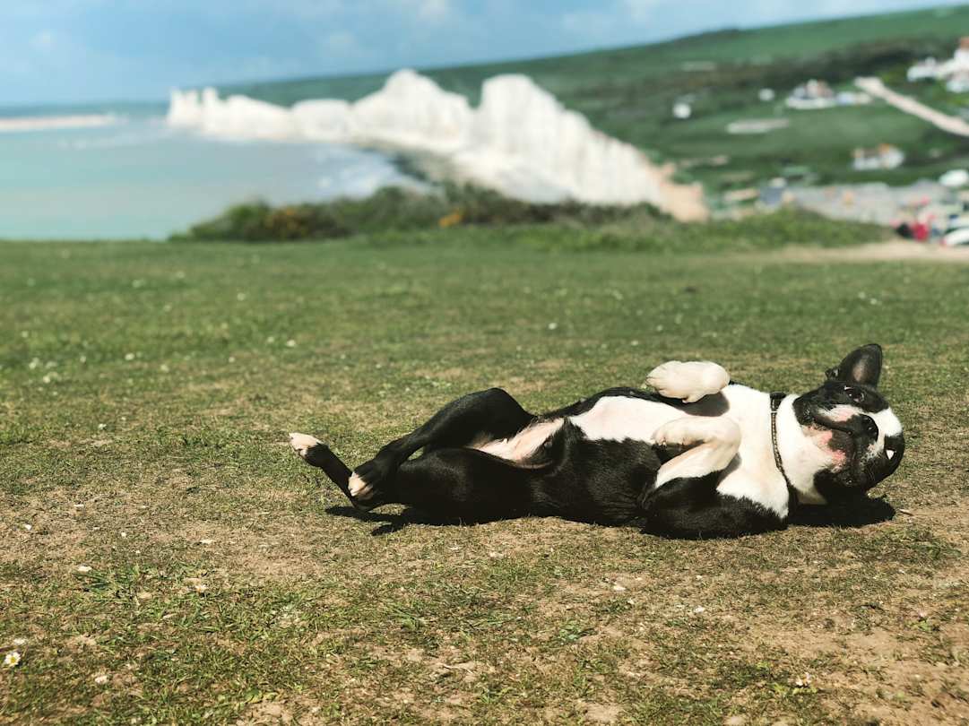 Dog playing by Chalk Cliffs on the Sussex Coastline, UK