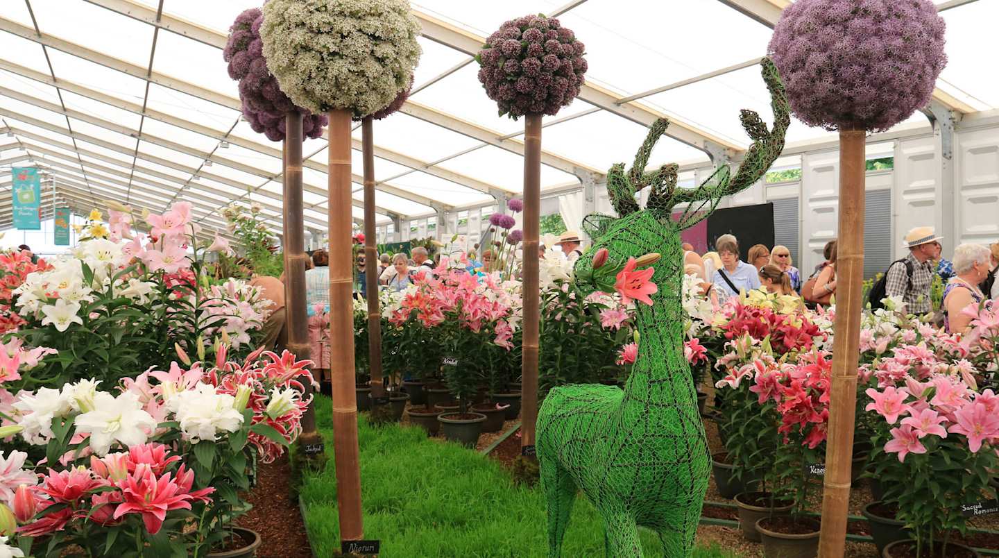 Colourful flowers at the Hampton Court Palace Flower Show