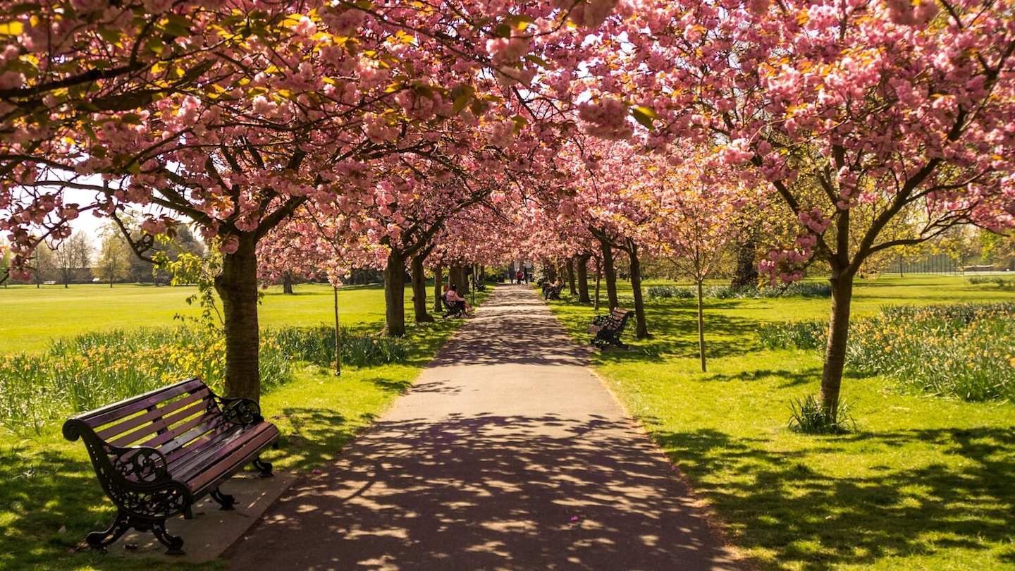 Blossom trees in Paris