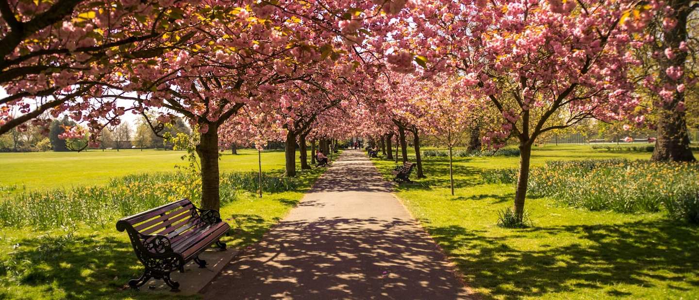 Blossom trees in Paris