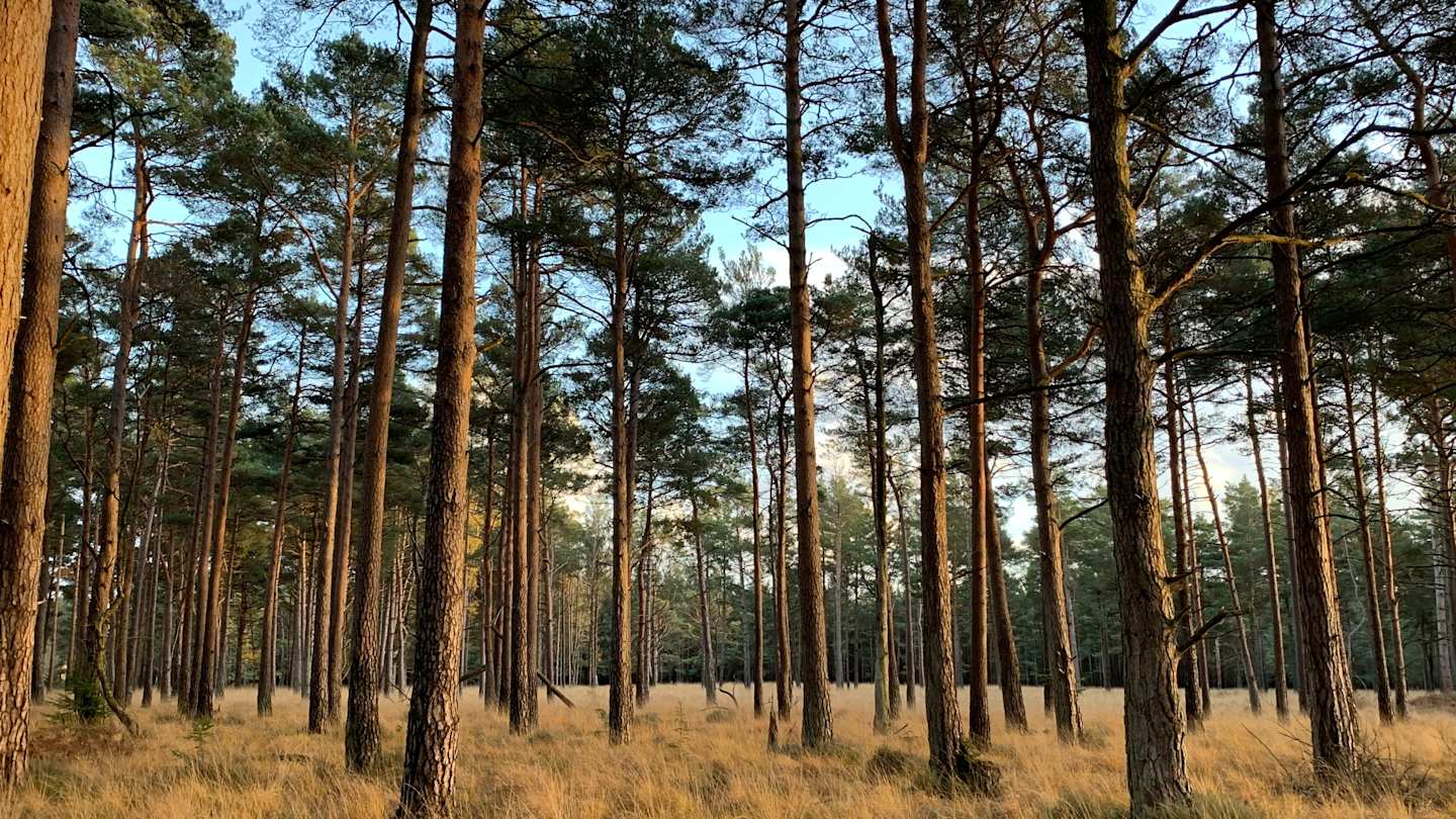 Trees in the New Forest, UK
