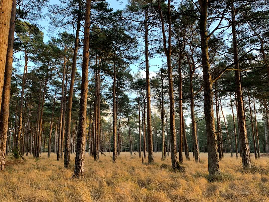 Trees in the New Forest, UK