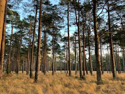 Trees in the New Forest, UK