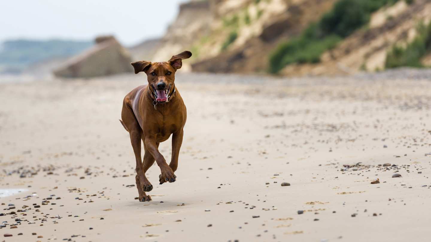 A brown Rhodesian Ridgeback dog running on a sandy beach in Suffolk, UK