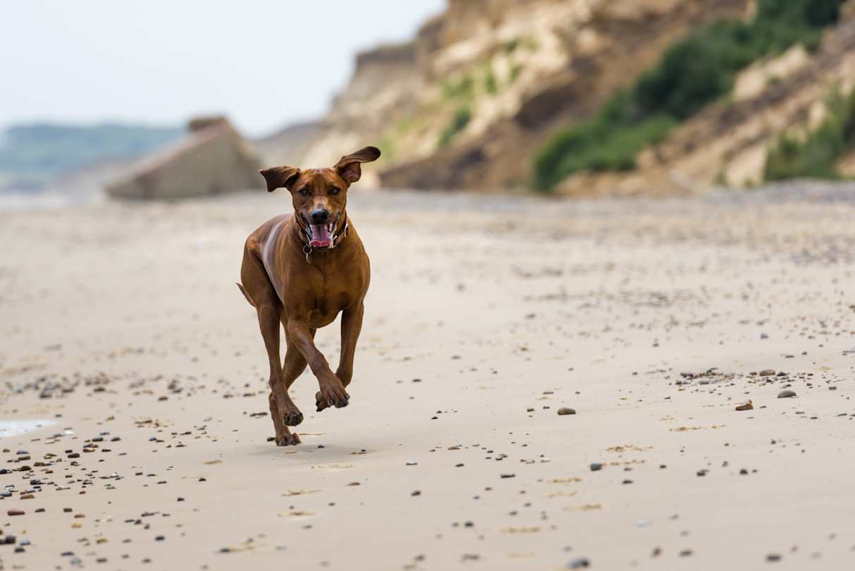 A brown Rhodesian Ridgeback dog running on a sandy beach in Suffolk, UK