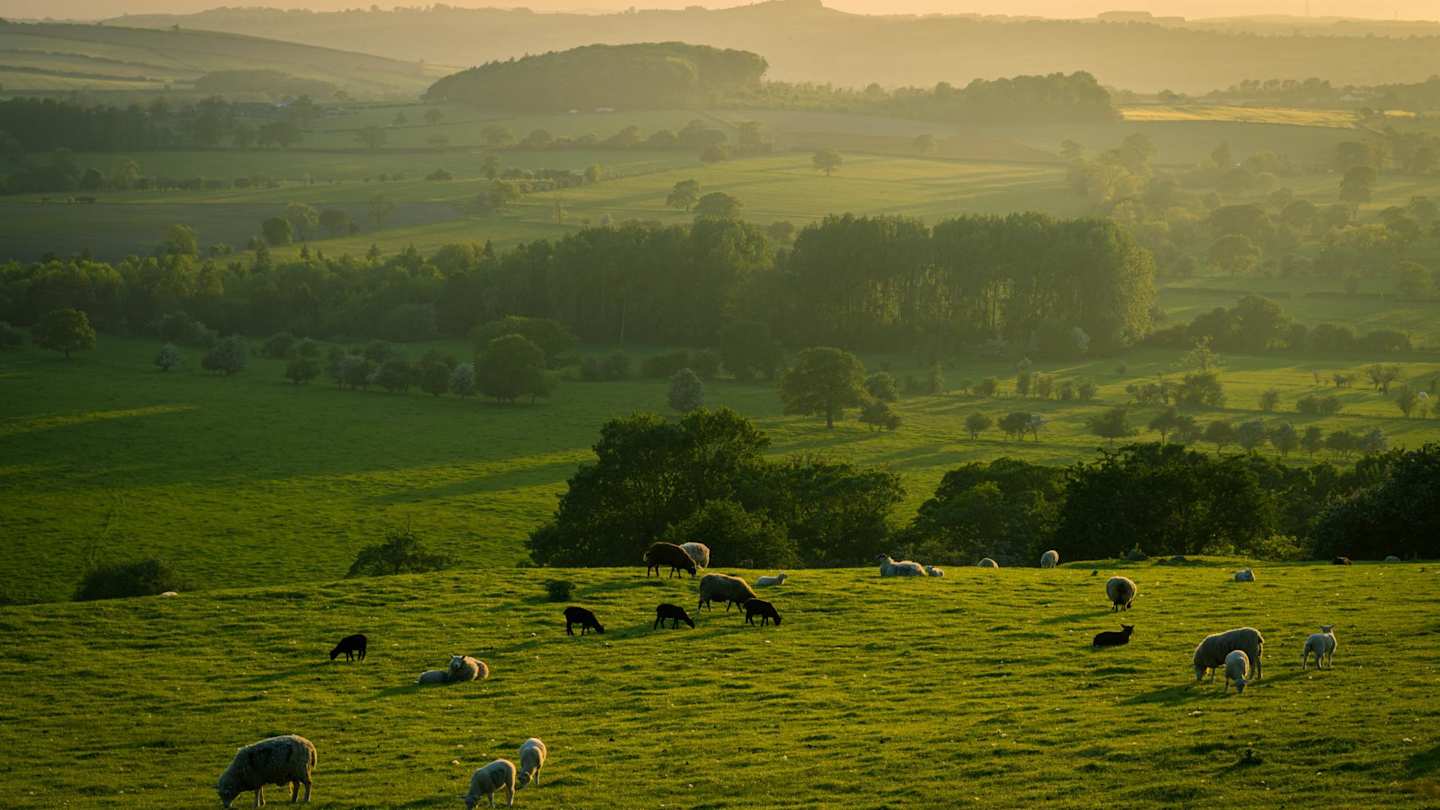 Sheep grazing on large green fields on a foggy morning, Yorkshire Dales, England, UK