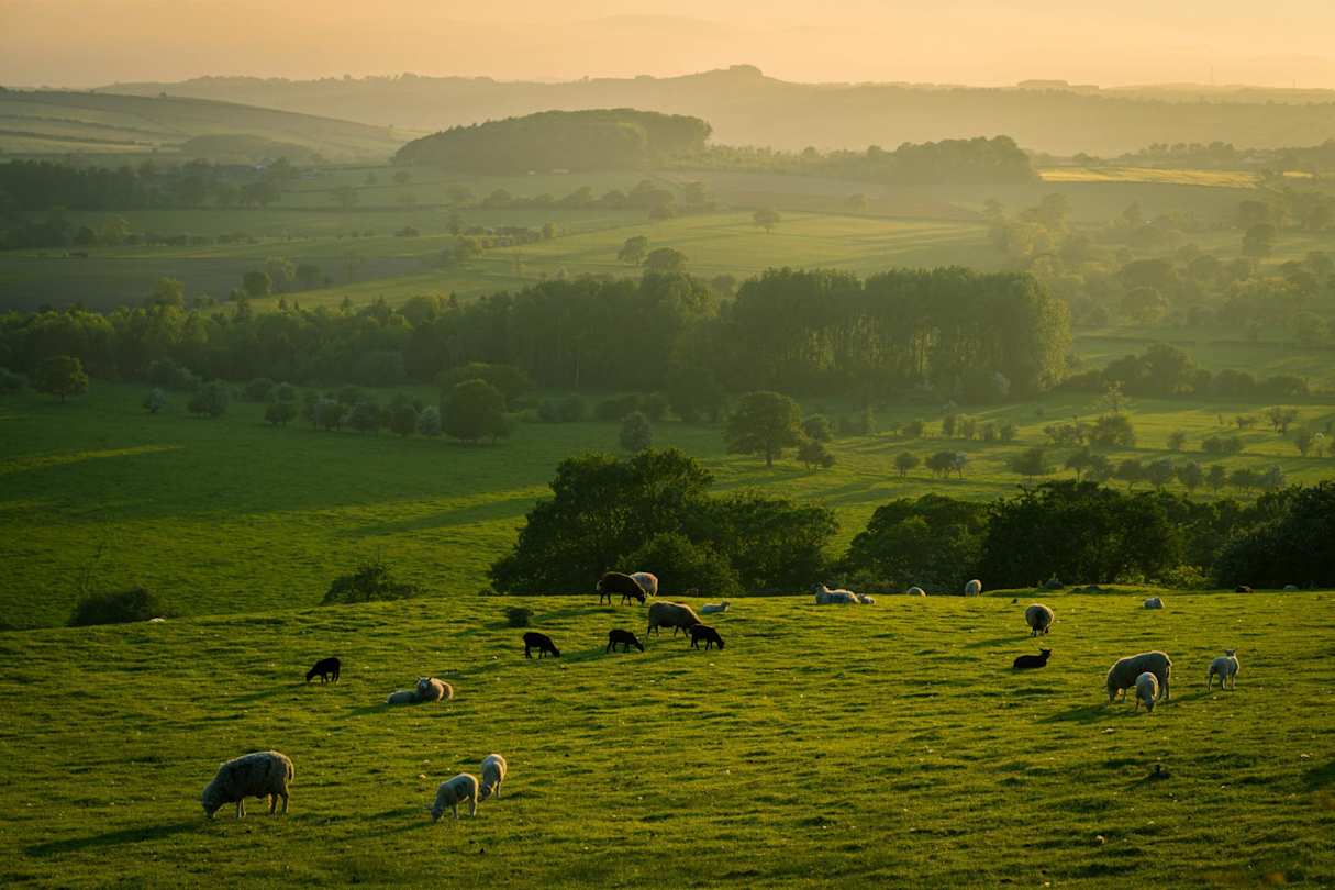 Sheep grazing on large green fields on a foggy morning, Yorkshire Dales, England, UK