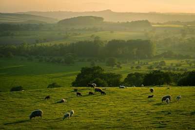 Sheep grazing on large green fields on a foggy morning, Yorkshire Dales, England, UK
